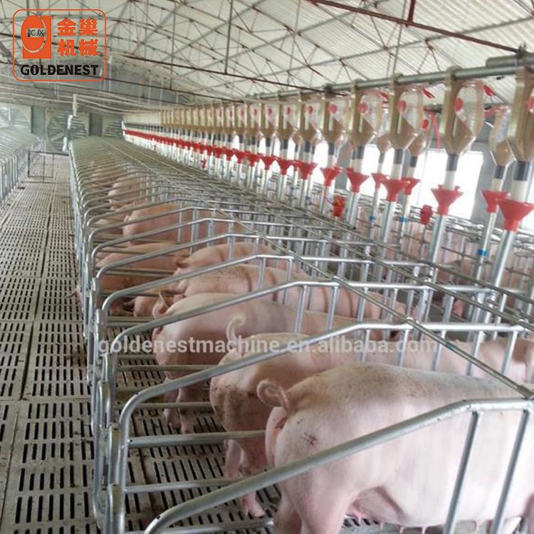 gestation crate.jpg
